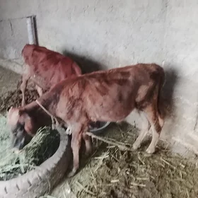 okuzce ikisem arassaja