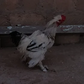 Horaz