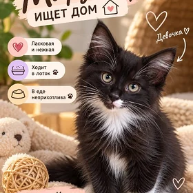 МАРУСЯ ИЩЕТ ДОМ 🐾
