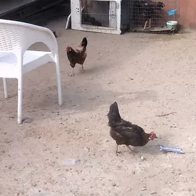 towuklar