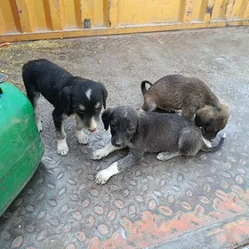 тазы