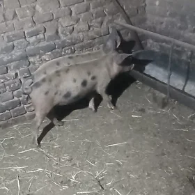 dp
doñyz