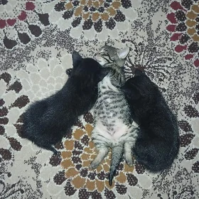 котята