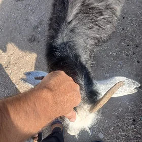Geçi ýitdi