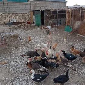 towuk turkmen