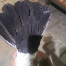 kepderi