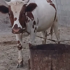 tüwe
