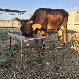 Şwes tüwe