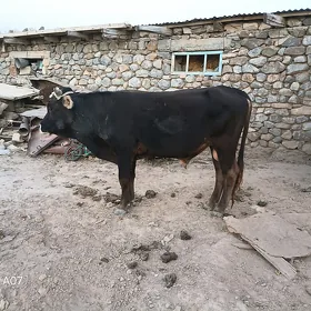 ökuz