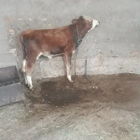 öküz