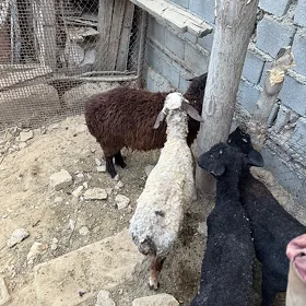 toklu