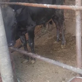 öküz