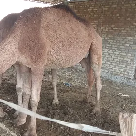 düýe