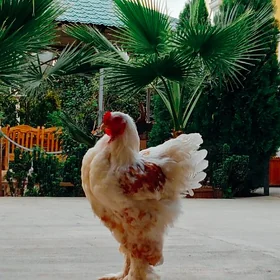 Orginal Brahma Horazlar