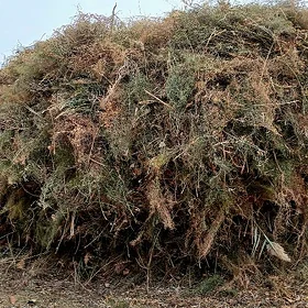 Yandak