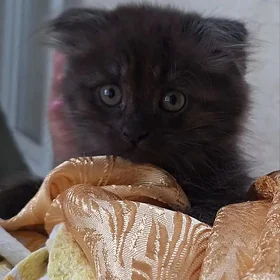 котенок