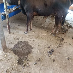 okuzce