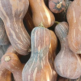 Kädi çigit