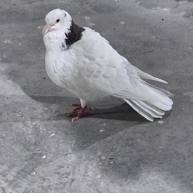 kepderi