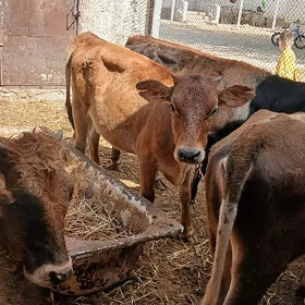gaçarlar