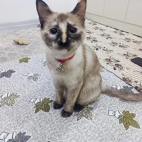 pişik