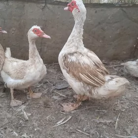 İndautka