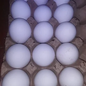 Inkubatorlyk ak ýumurtga