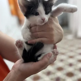 Котёнок