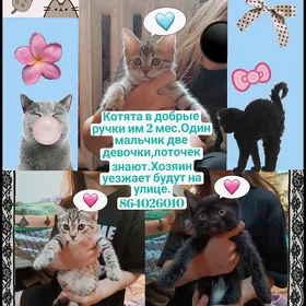 Котята