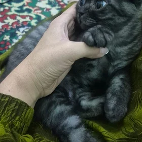 pisikler