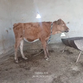 tüwe