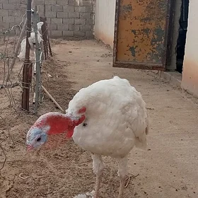 indýuk , индюки