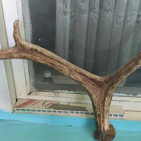 Продам Рог Оленя
