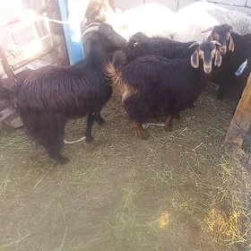 ÇEBIŞ