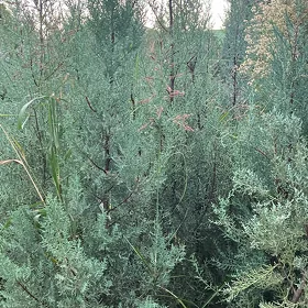 kiparis arizoniski