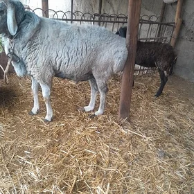 göç