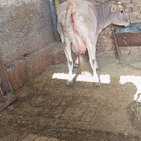 goleli sygyr