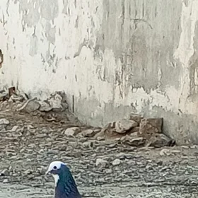 kepderi