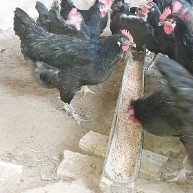 JERSIY GIGANT YUMURTGA