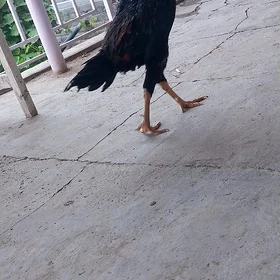 horaz