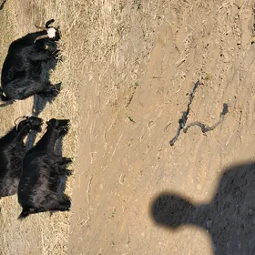 geçi
