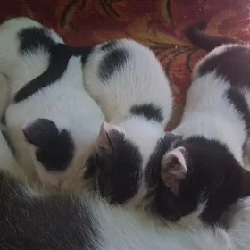 pişik
