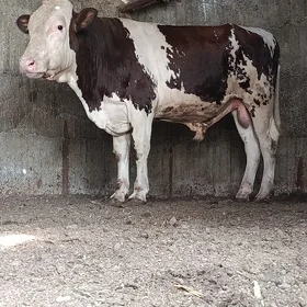 HÖWÜR OKÜZ