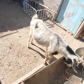 geçi