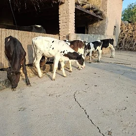 okuzce arassa