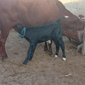 goleli sygyr