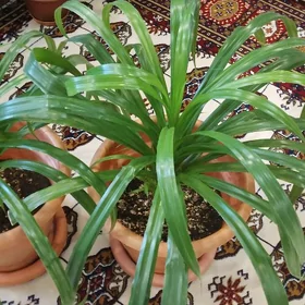 комнатные растение 🌿