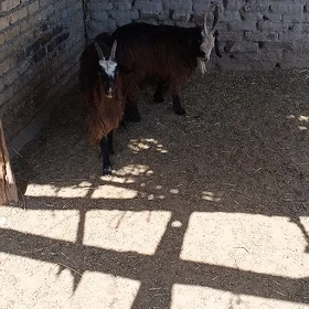 Koç geci