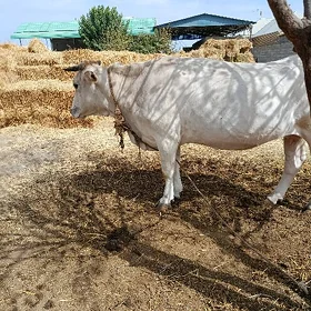sygyr