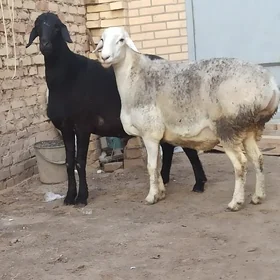 Gisar Koçkarlar